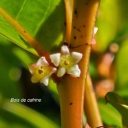 Phyllanthus phillyreifolius Bois de cafrine Phyll anthaceae Endémique La réunion, Maurice 34.jpeg